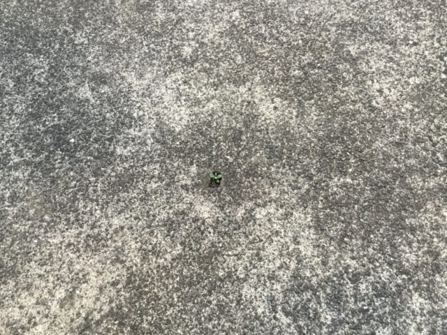植物の努力