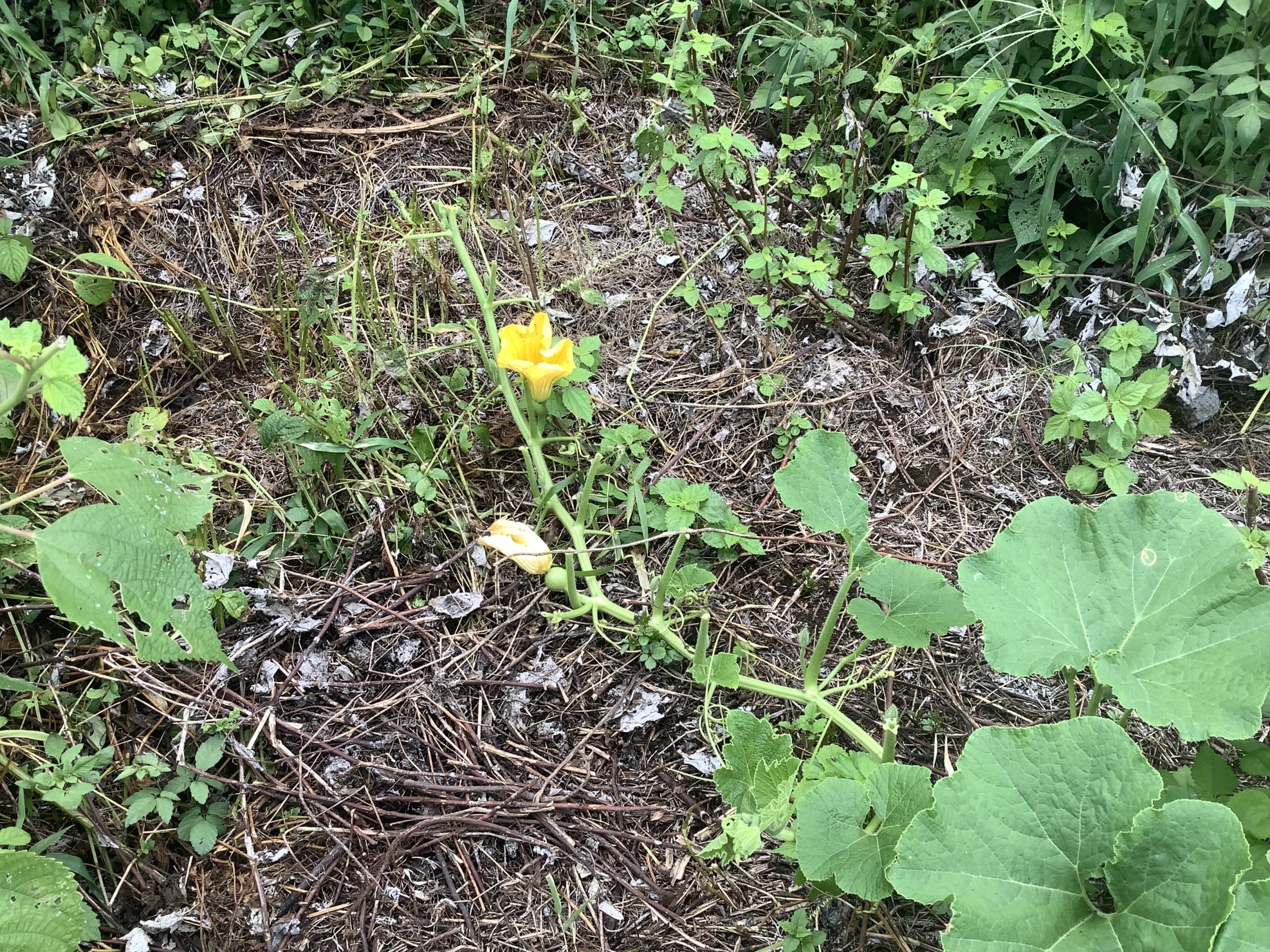 Damage to pumpkin leaves
